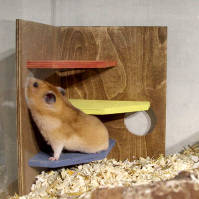 Kiipeilynurkka hamstereille, gerbiileille ja hiirille